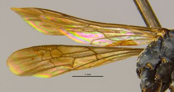 Media type: image;   Entomology 28150 Aspect: Wing front